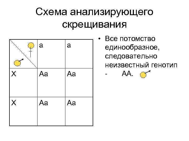 Схема анализирующего скрещивания а а Х Аа Аа • Все потомство единообразное, следовательно неизвестный