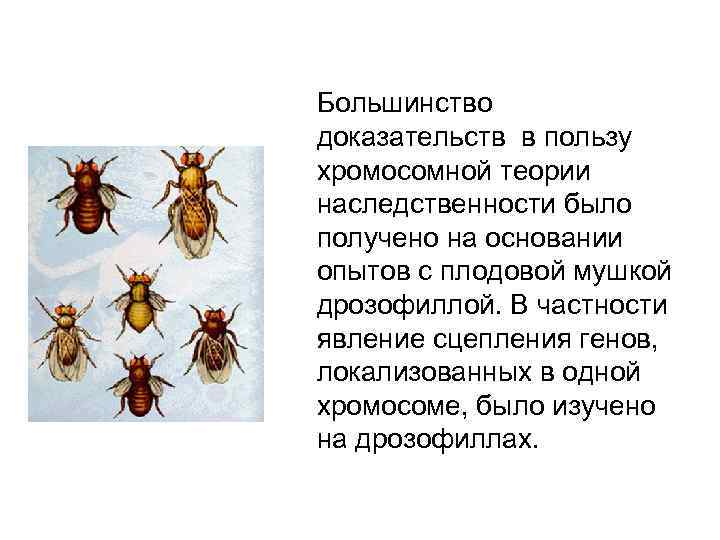 Большинство доказательств в пользу хромосомной теории наследственности было получено на основании опытов с плодовой