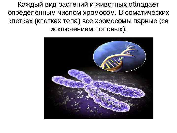 Каждый вид растений и животных обладает определенным числом хромосом. В соматических клетках (клетках тела)