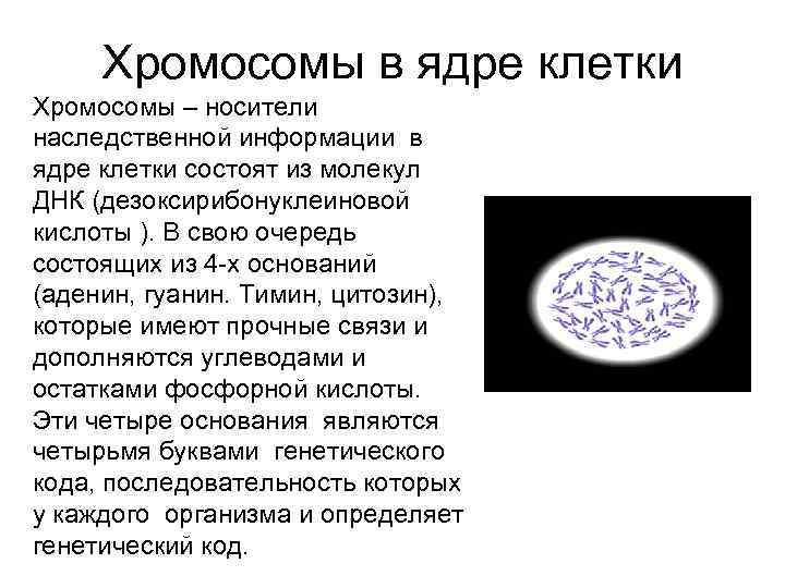 Хромосомы в ядре клетки Хромосомы – носители наследственной информации в ядре клетки состоят из