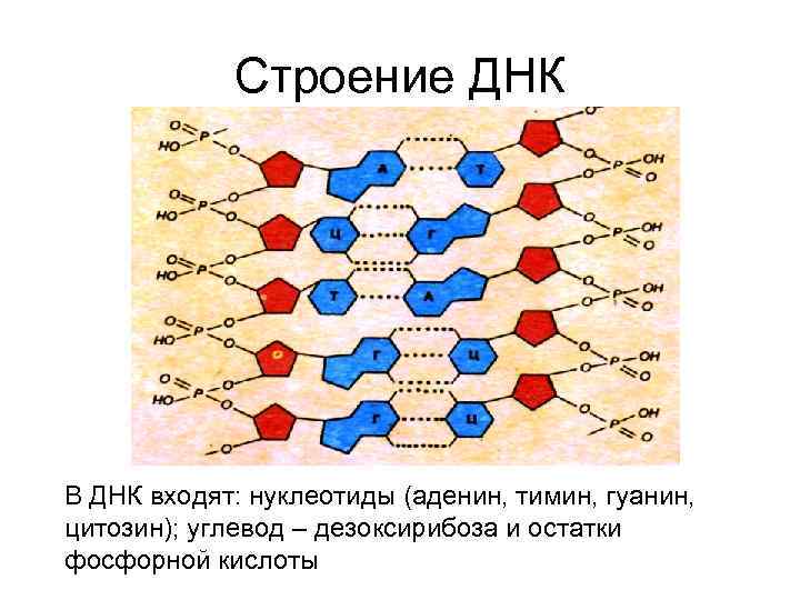 Строение ДНК В ДНК входят: нуклеотиды (аденин, тимин, гуанин, цитозин); углевод – дезоксирибоза и