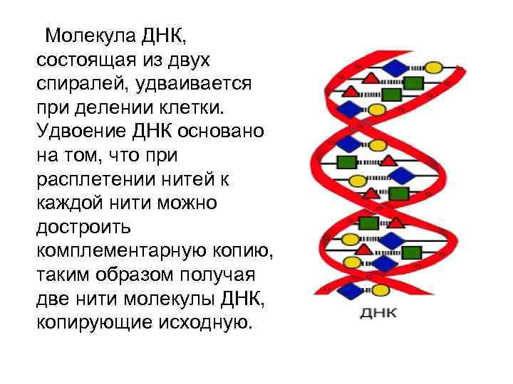 Молекула ДНК, состоящая из двух спиралей, удваивается при делении клетки. Удвоение ДНК основано на