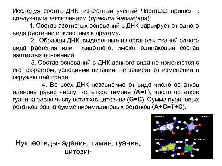 Исследуя состав ДНК, известный ученый Чаргафф пришел к следующим заключениям (правила Чаргаффа): 1. Состав