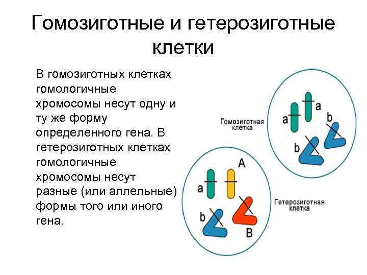 Гомозиготные и гетерозиготные клетки В гомозиготных клетках гомологичные хромосомы несут одну и ту же