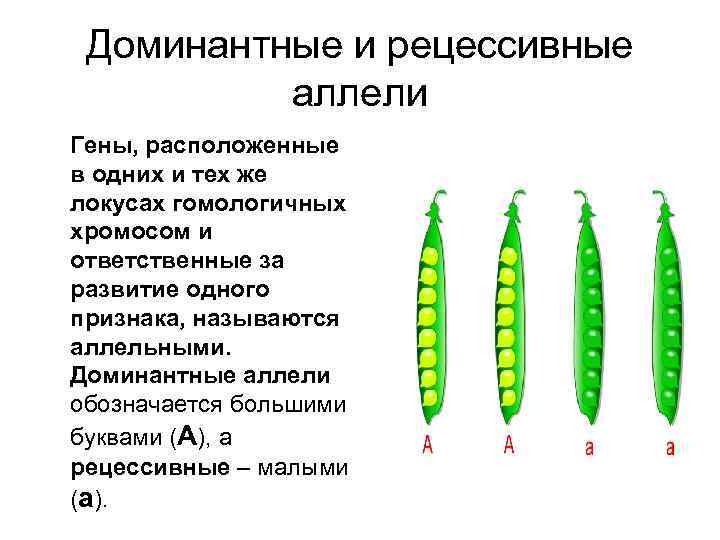 Доминантные и рецессивные аллели Гены, расположенные в одних и тех же локусах гомологичных хромосом