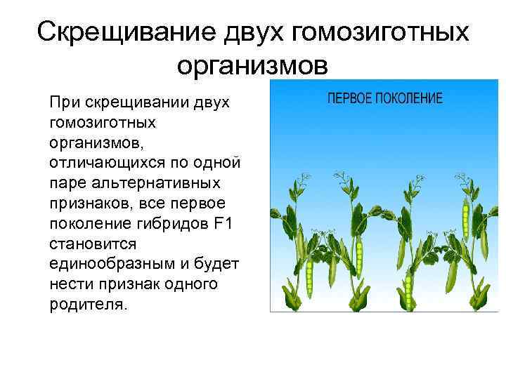 Скрещивание двух гомозиготных организмов При скрещивании двух гомозиготных организмов, отличающихся по одной паре альтернативных