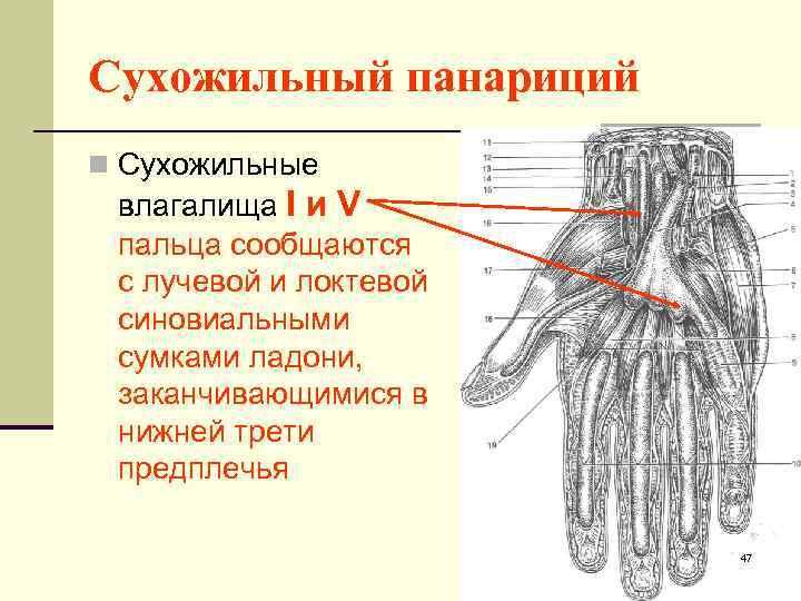 Топографическая анатомия кисти и пальцев презентация