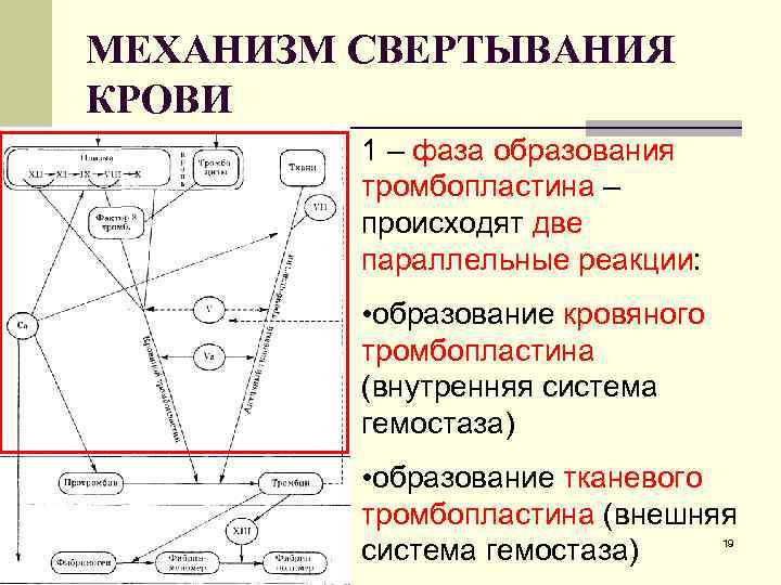 МЕХАНИЗМ СВЕРТЫВАНИЯ КРОВИ 1 – фаза образования тромбопластина – происходят две параллельные реакции: •