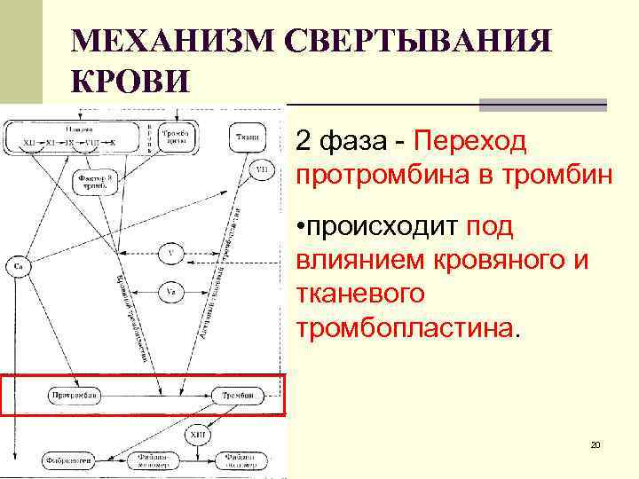 МЕХАНИЗМ СВЕРТЫВАНИЯ КРОВИ 2 фаза - Переход протромбина в тромбин • происходит под влиянием