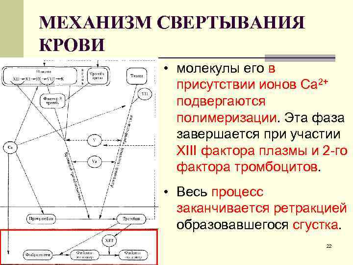 МЕХАНИЗМ СВЕРТЫВАНИЯ КРОВИ • молекулы его в присутствии ионов Са 2+ подвергаются полимеризации. Эта