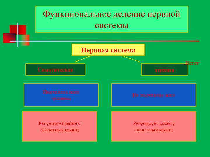 Функциональное деление нервной системы Нервная система рвнанея система Вегет Соматическая Подчинена воле человека Регулирует