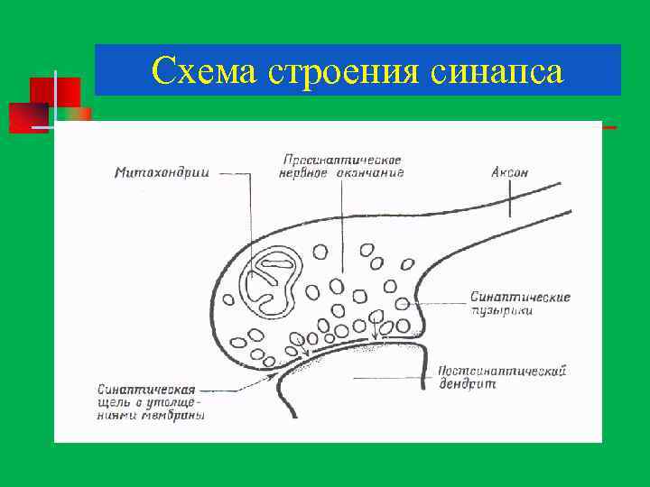 Схема строения синапса 