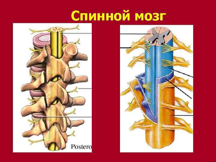 Спинной мозг 