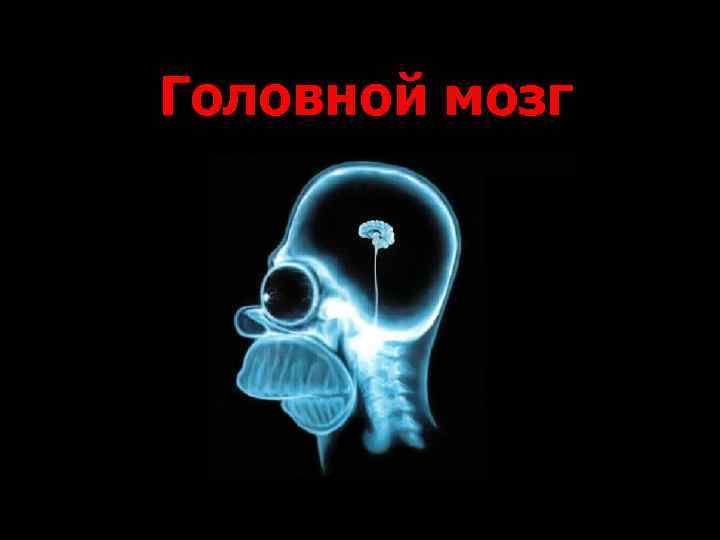 Головной мозг 