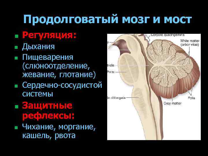 Продолговатый мозг и мост n n n Регуляция: Дыхания Пищеварения (слюноотделение, жевание, глотание) Сердечно