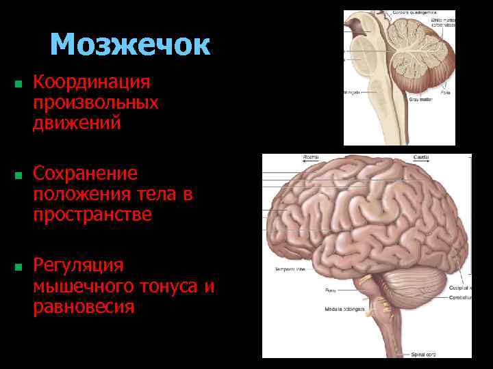 Мозжечок n n n Координация произвольных движений Сохранение положения тела в пространстве Регуляция мышечного