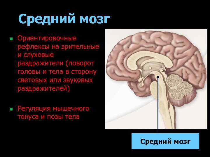 Средний мозг n n Ориентировочные рефлексы на зрительные и слуховые раздражители (поворот головы и
