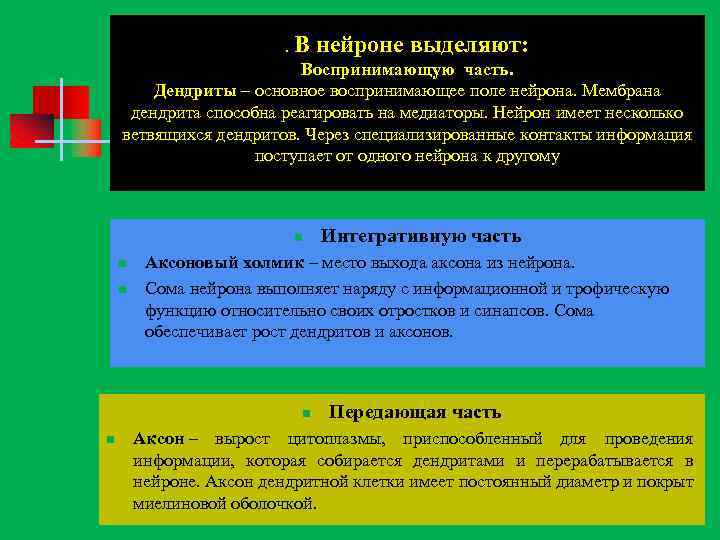 . В нейроне выделяют: Воспринимающую часть. Дендриты – основное воспринимающее поле нейрона. Мембрана дендрита