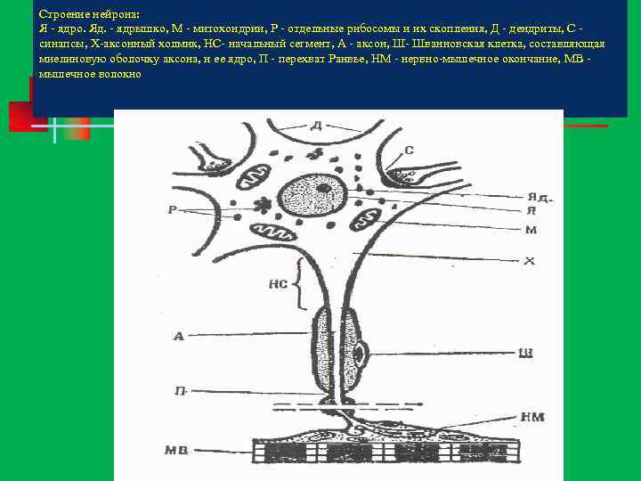 Строение нейрона: Я ядро. Яд. ядрышко, М митохондрии, Р отдельные рибосомы и их скопления,