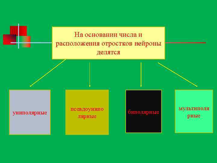 На основании числа и расположения отростков нейроны делятся униполярные псевдоунипо лярные биполярные мультиполя рные