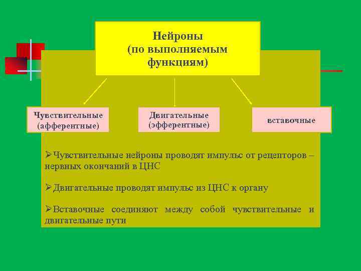 Нейроны (по выполняемым функциям) Чувствительные (афферентные) Двигательные (эфферентные) вставочные ØЧувствительные нейроны проводят импульс от