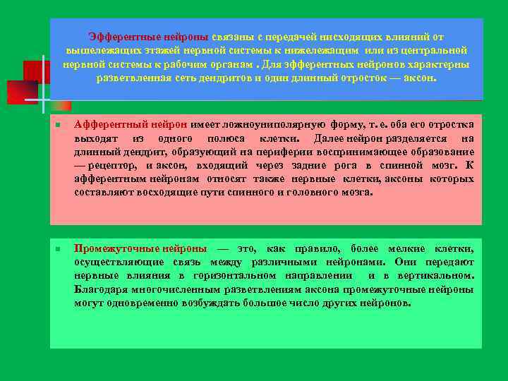 Эфферентные нейроны связаны с передачей нисходящих влияний от вышележащих этажей нервной системы к нижележащим