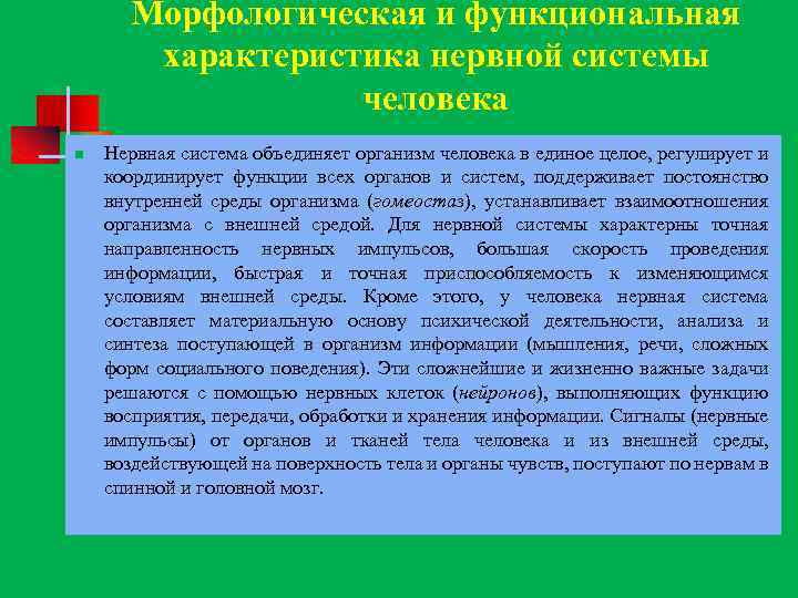 Морфологическая и функциональная характеристика нервной системы человека n Нервная система объединяет организм человека в