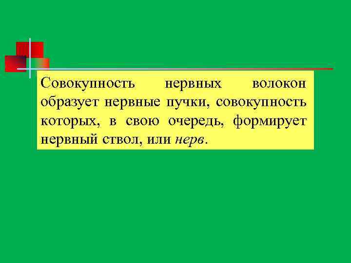 Совокупность нервных волокон образует нервные пучки, совокупность которых, в свою очередь, формирует нервный ствол,