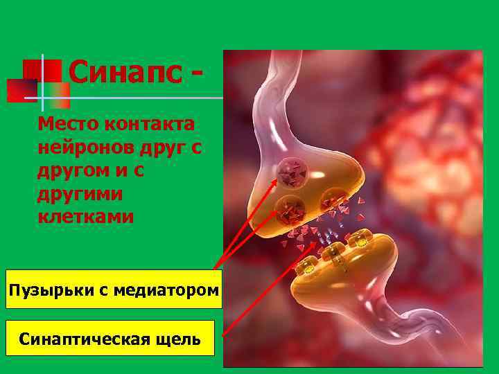 Синапс - n Место контакта нейронов друг с другом и с другими клетками Пузырьки
