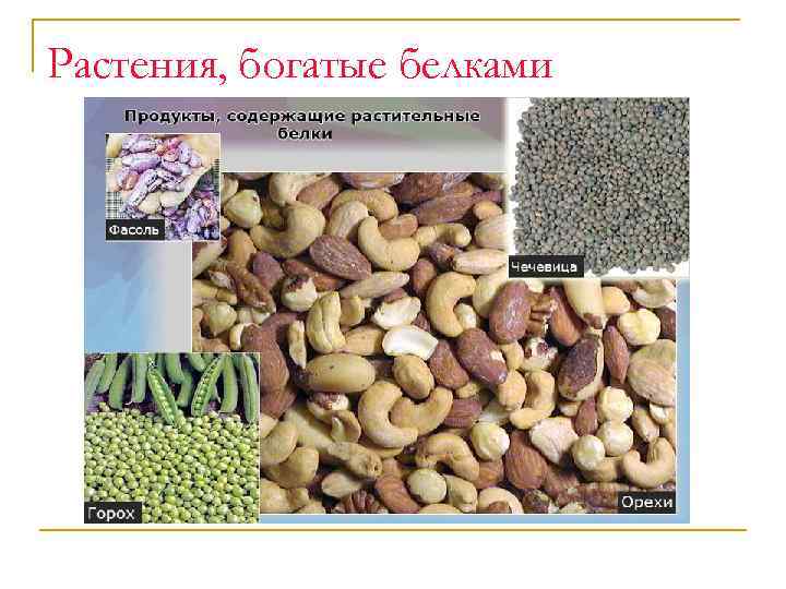 Растения, богатые белками 