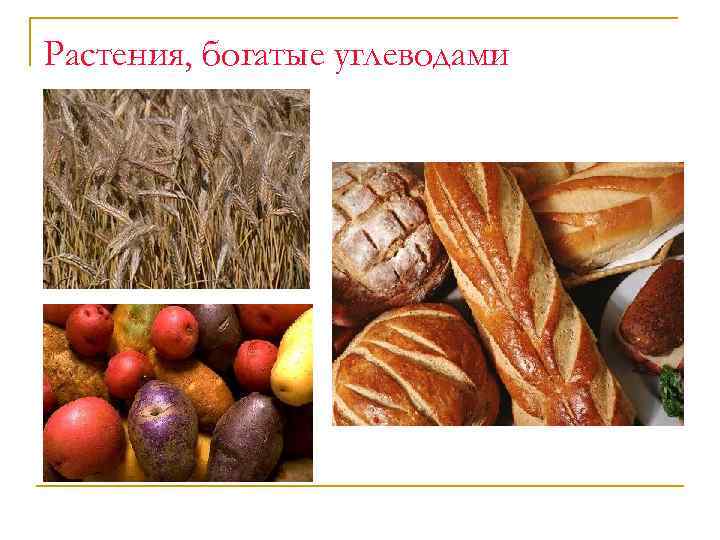 Растения, богатые углеводами 