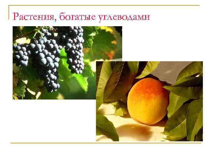 Растения, богатые углеводами 