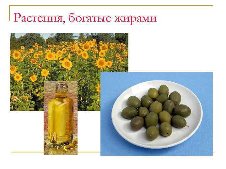 Растения, богатые жирами 