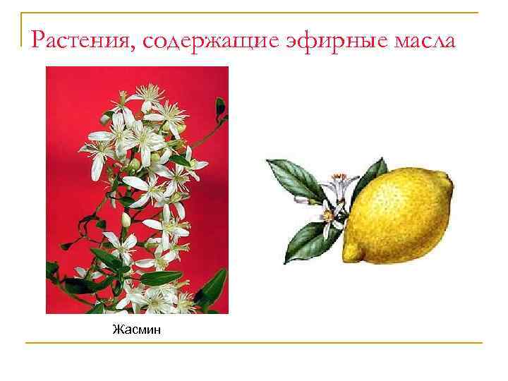 Растения, содержащие эфирные масла Жасмин 