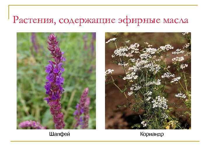 Растения, содержащие эфирные масла Шалфей Кориандр 