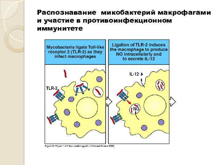 Распознавание микобактерий макрофагами и участие в противоинфекционном иммунитете 