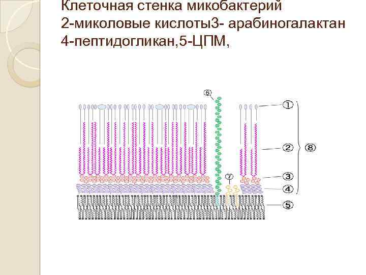 Клеточная стенка микобактерий 2 -миколовые кислоты3 - арабиногалактан 4 -пептидогликан, 5 -ЦПМ, 