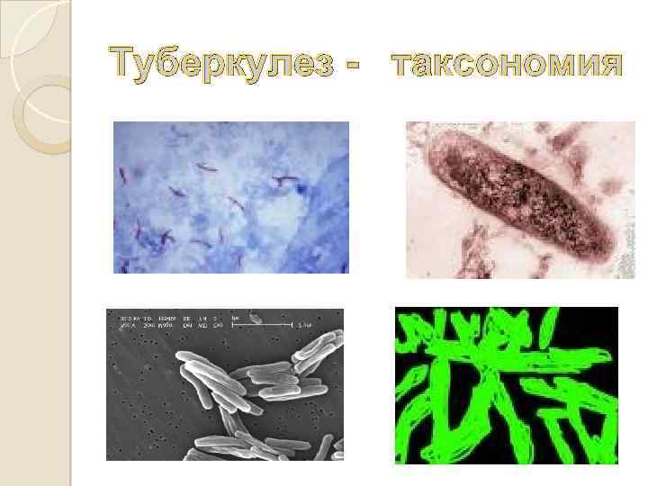 Туберкулез - таксономия 