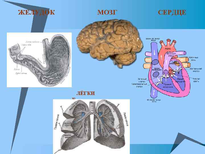 u ЖЕЛУДОК МОЗГ u. ЛЁГКИ Е СЕРДЦЕ 
