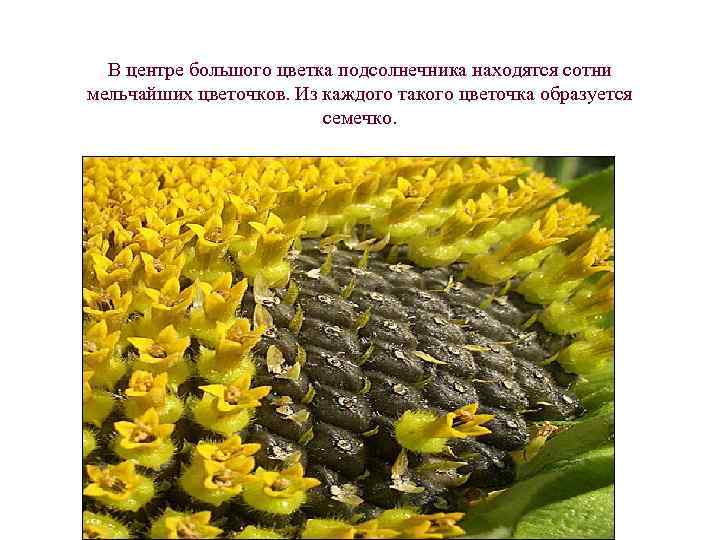 В центре большого цветка подсолнечника находятся сотни мельчайших цветочков. Из каждого такого цветочка образуется