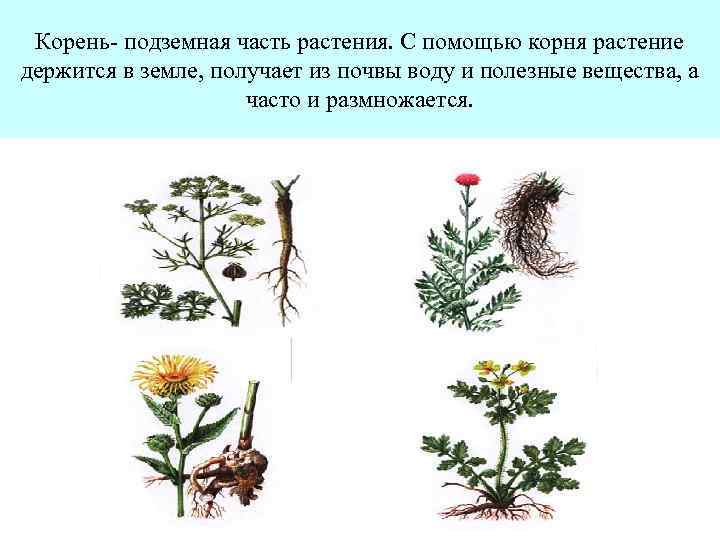 Корень- подземная часть растения. С помощью корня растение держится в земле, получает из почвы
