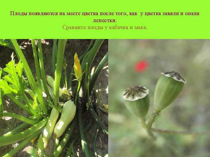 Плоды появляются на месте цветка после того, как у цветка завяли и опали лепестки.