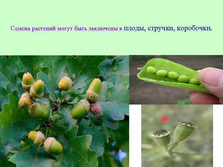 Семена растений могут быть заключены в плоды, стручки, коробочки. 