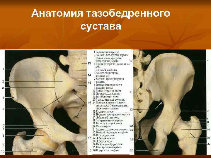 Анатомия тазобедренного сустава 