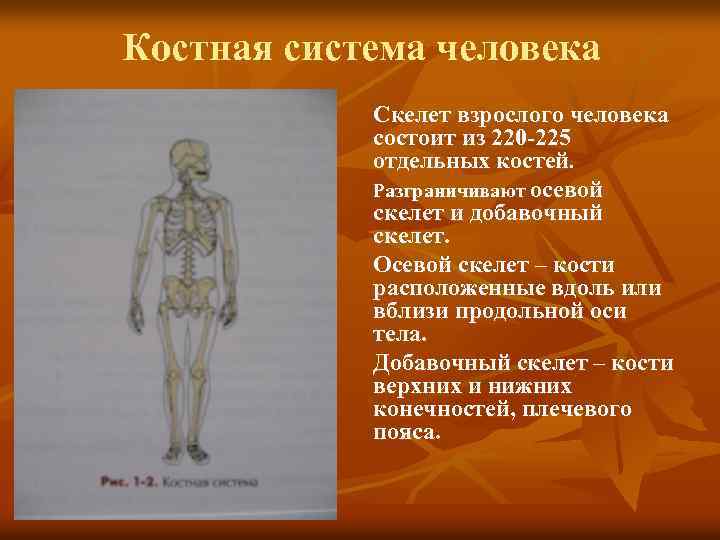 Костная система человека Скелет взрослого человека состоит из 220 -225 отдельных костей. Разграничивают осевой