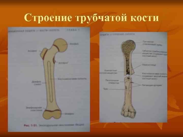 Тело длинные трубчатые кости. Строение трубчатой кости эпифиз диафиз. Строение эпифиза трубчатой кости. Схема строения длинной трубчатой кости. Метафиз бедренной кости.