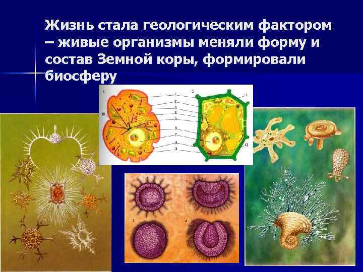 Жизнь стала геологическим фактором – живые организмы меняли форму и состав Земной коры, формировали