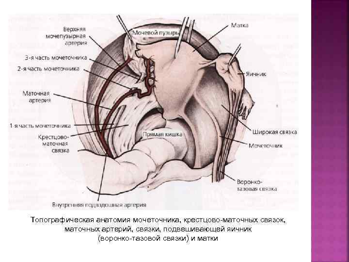 Круглые связки матки где находится