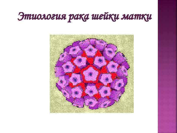 Этиология рака шейки матки 