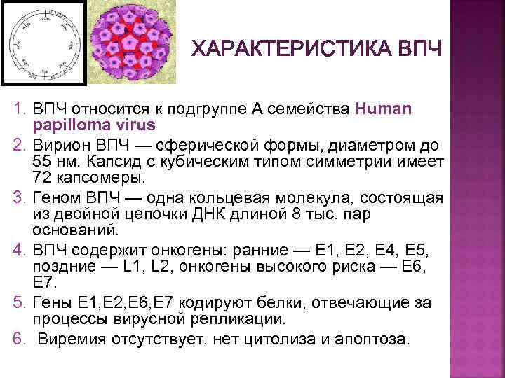 Онкогенный вирус папилломы. Папилломавирус микробиология характеристика. Вирус папилломы человека характеристика. Вирус папилломы строение. Схема строения вируса папилломы человека.
